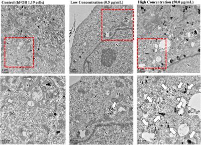 Nanoscaled biphasic calcium phosphate modulates osteogenesis and attenuates LPS-induced inflammation